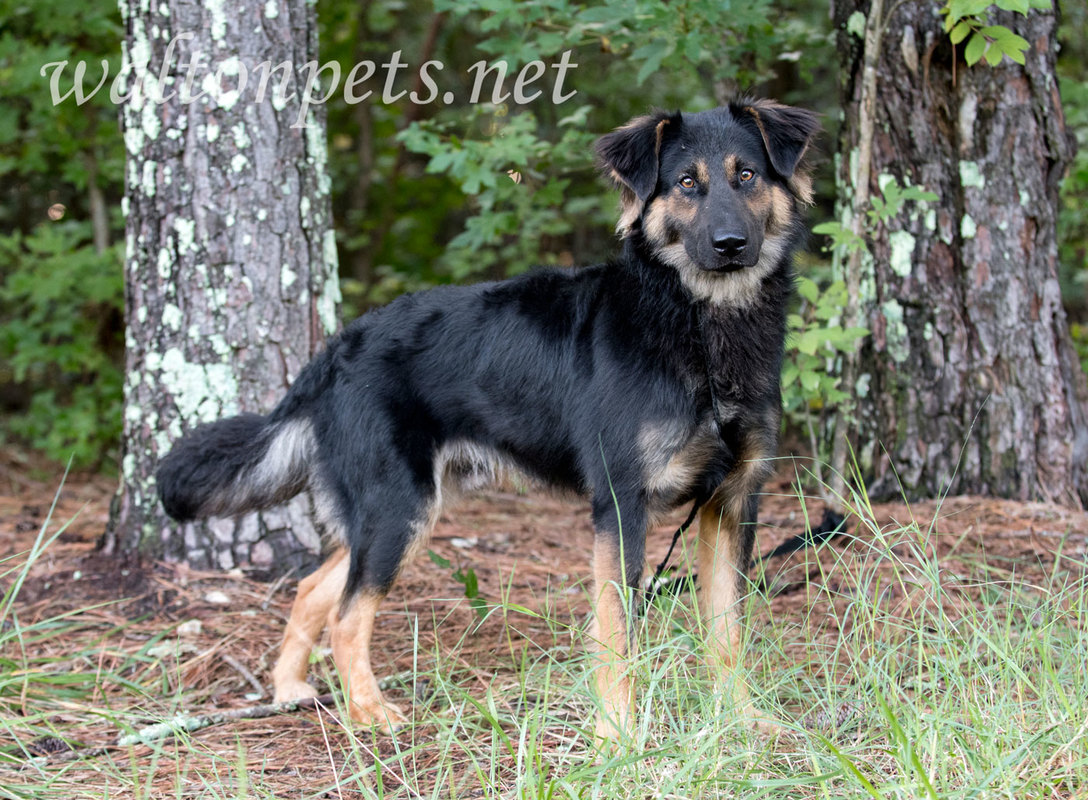 Australian Shepherd Retriever mix dog outdoors on leash 