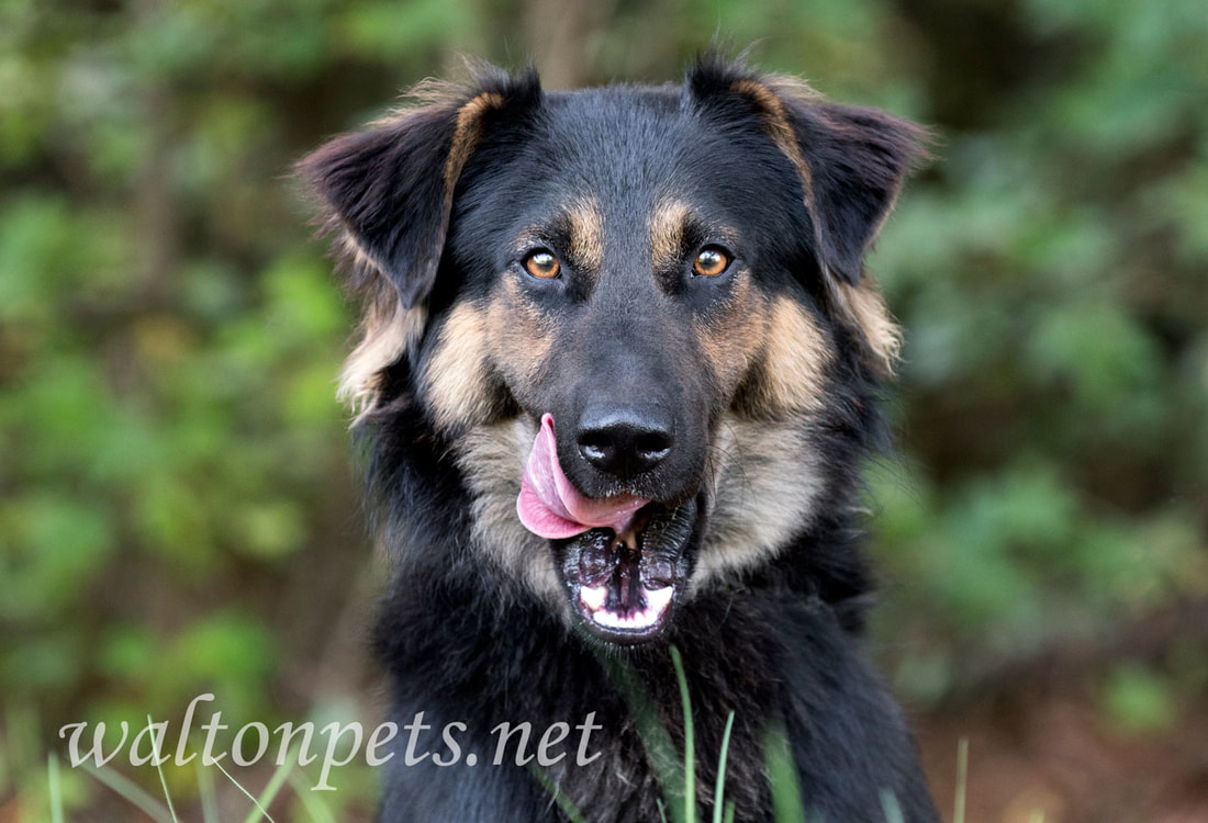 Australian Shepherd Retriever mix dog tongue licking face and lips 