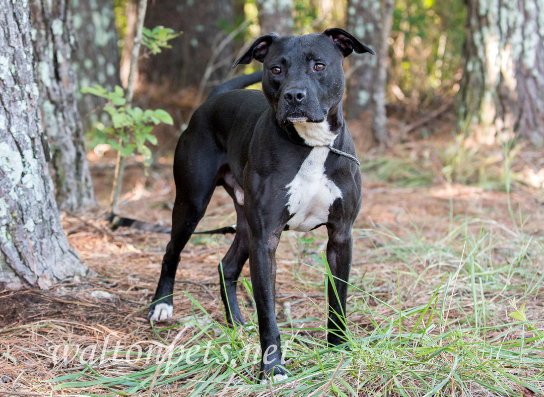 Black Pitbull Terrier mixed breed dog adoption photo 