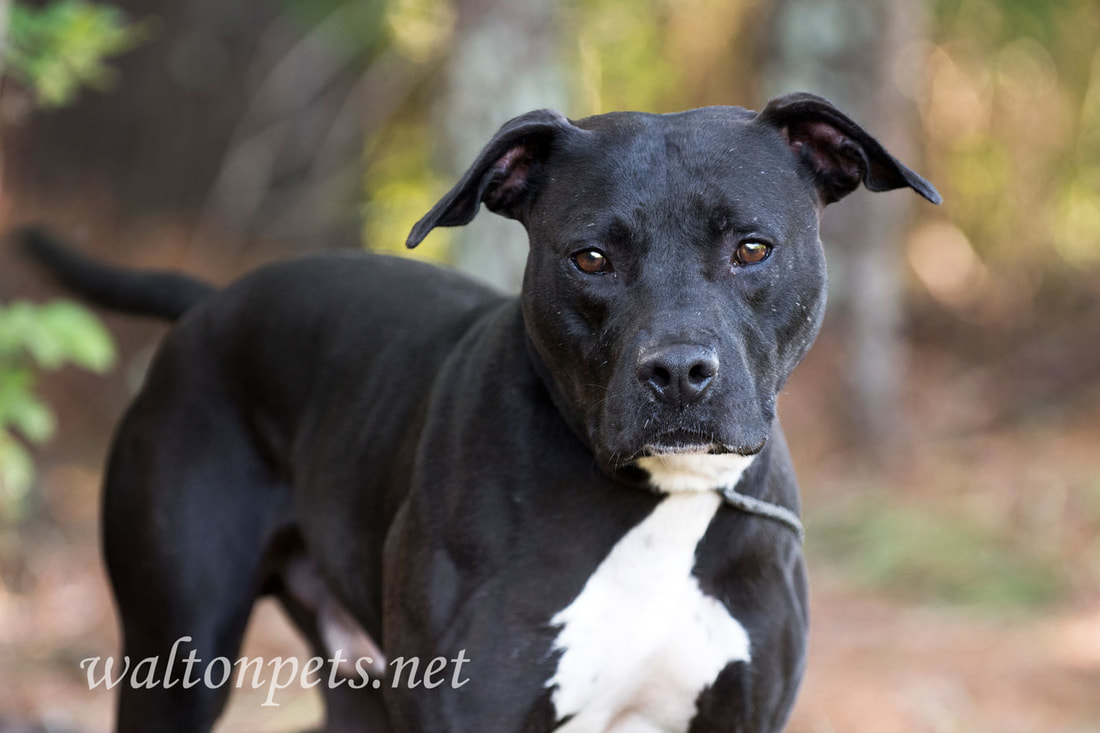 Black Pitbull Terrier mixed breed dog adoption photo 