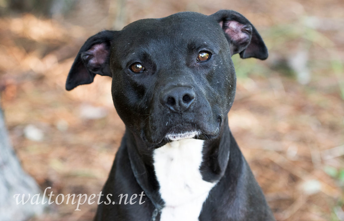 Black Pitbull Terrier mixed breed dog adoption photo 