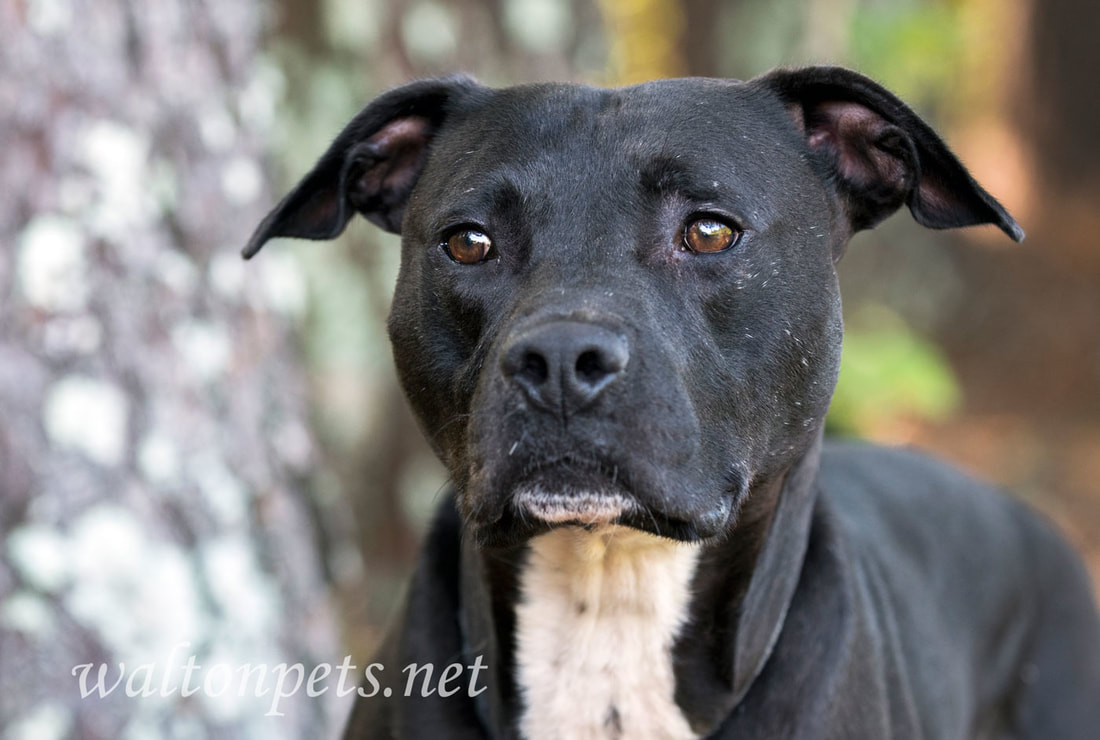 Black Pitbull Terrier mixed breed dog adoption photo 