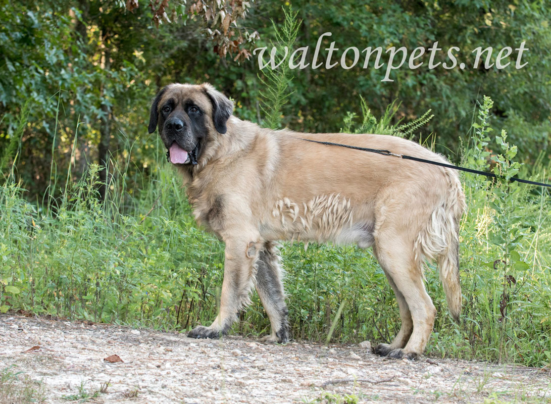 Large neutered male tan and black Newfie and Leonberger dog outdoors on leash. 