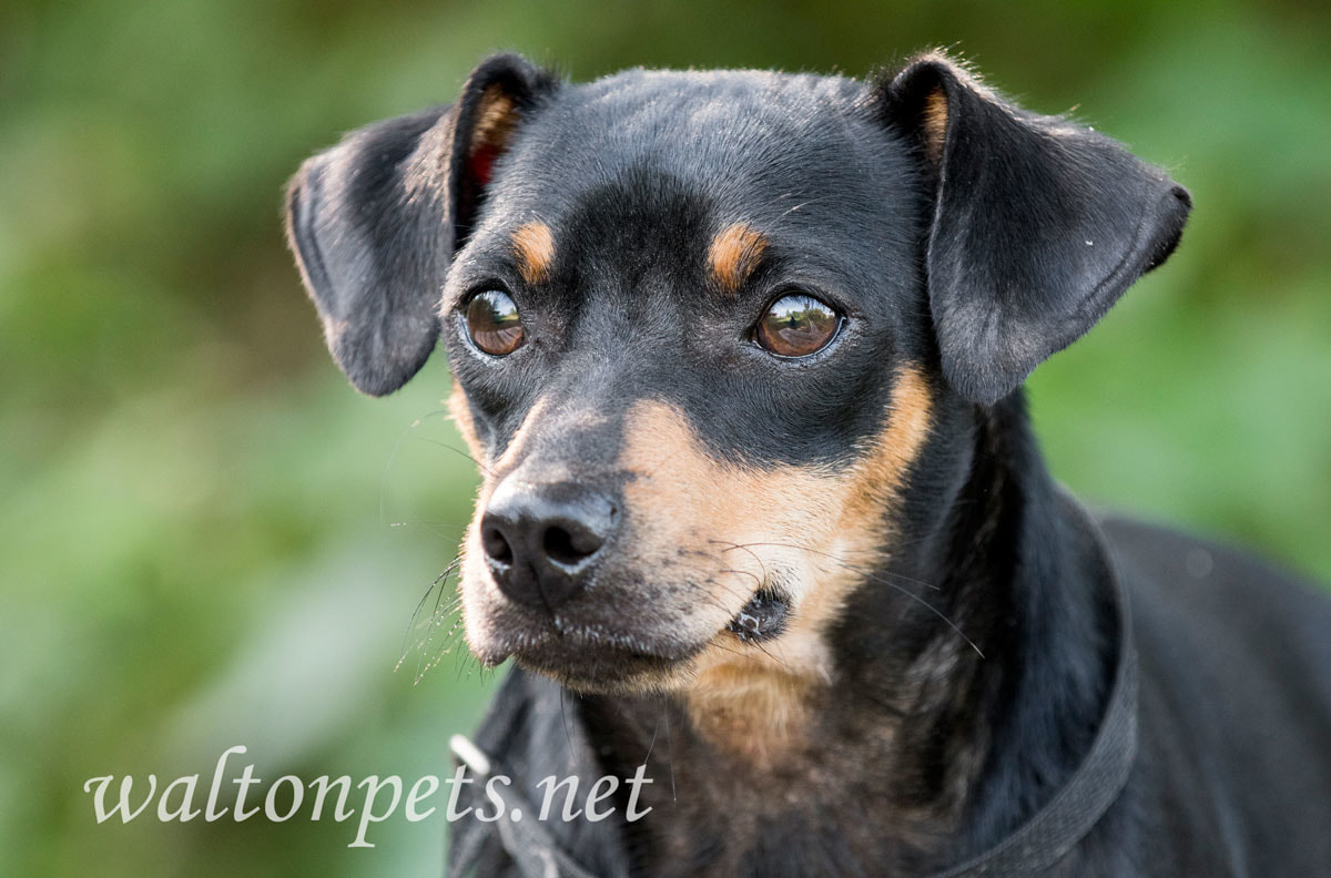 Miniature Pinscher Manchester dog