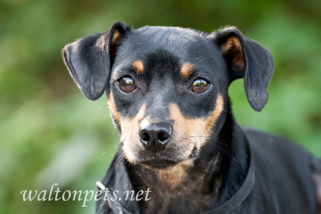 Miniature Pinscher Manchester dog