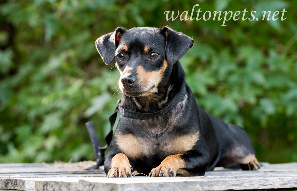 Miniature Pinscher Manchester dog