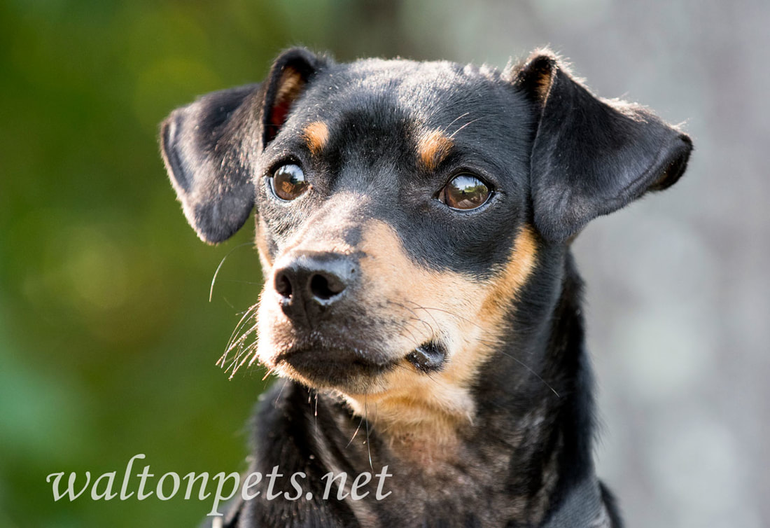 Miniature Pinscher Manchester dog