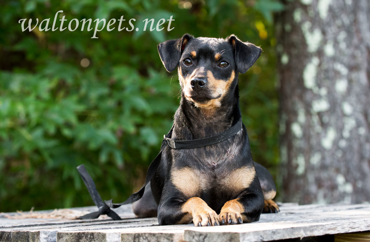 Miniature Pinscher Manchester dog