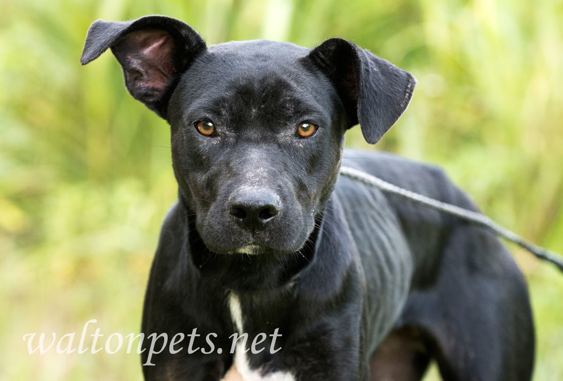 Thin Pit Bull and Labrador mixed breed dog outdoors on leash. 