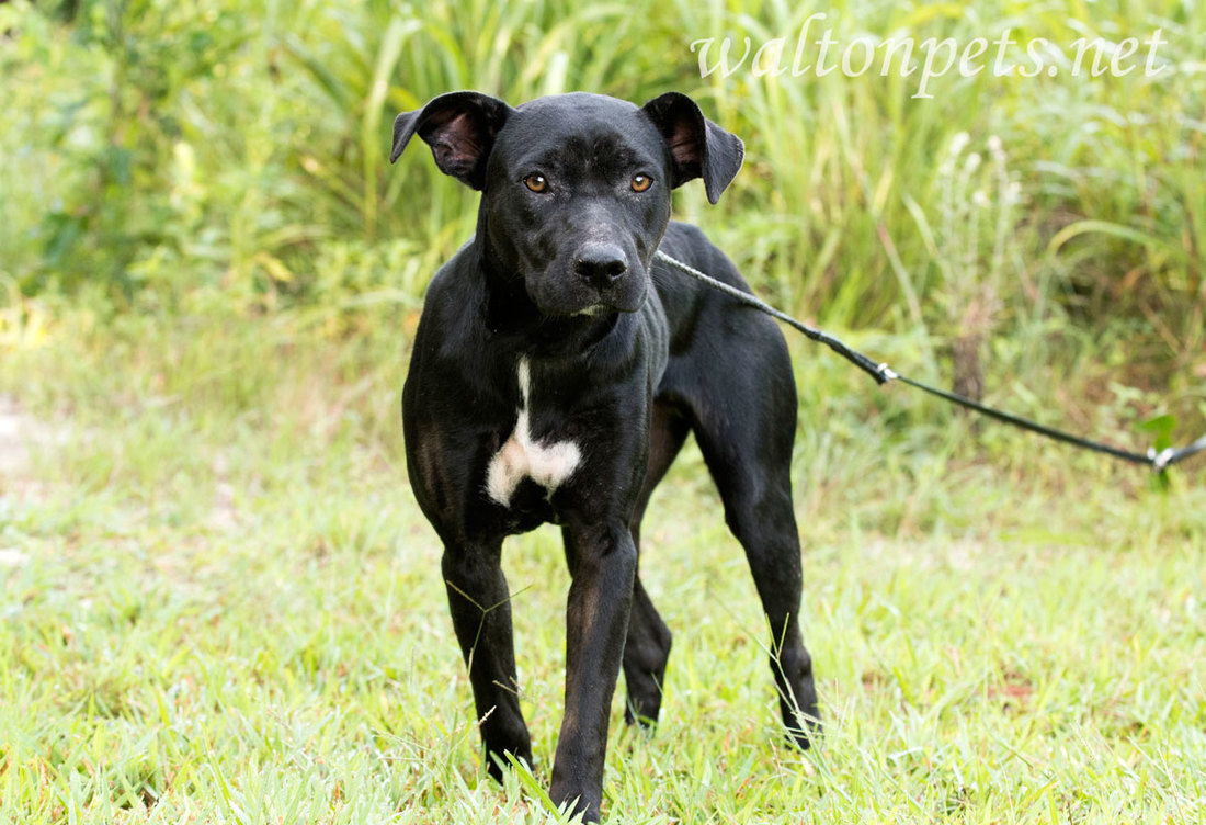 Thin Pit Bull and Labrador mixed breed dog outdoors on leash. 