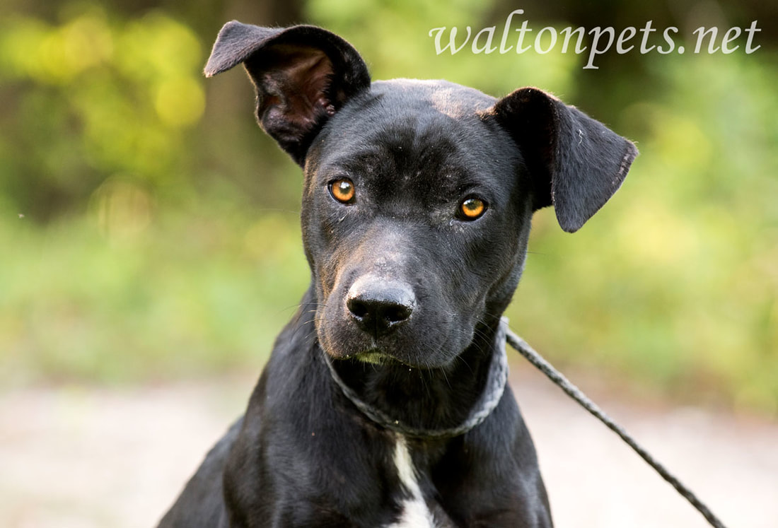 Thin Pit Bull and Labrador mixed breed dog outdoors on leash. 