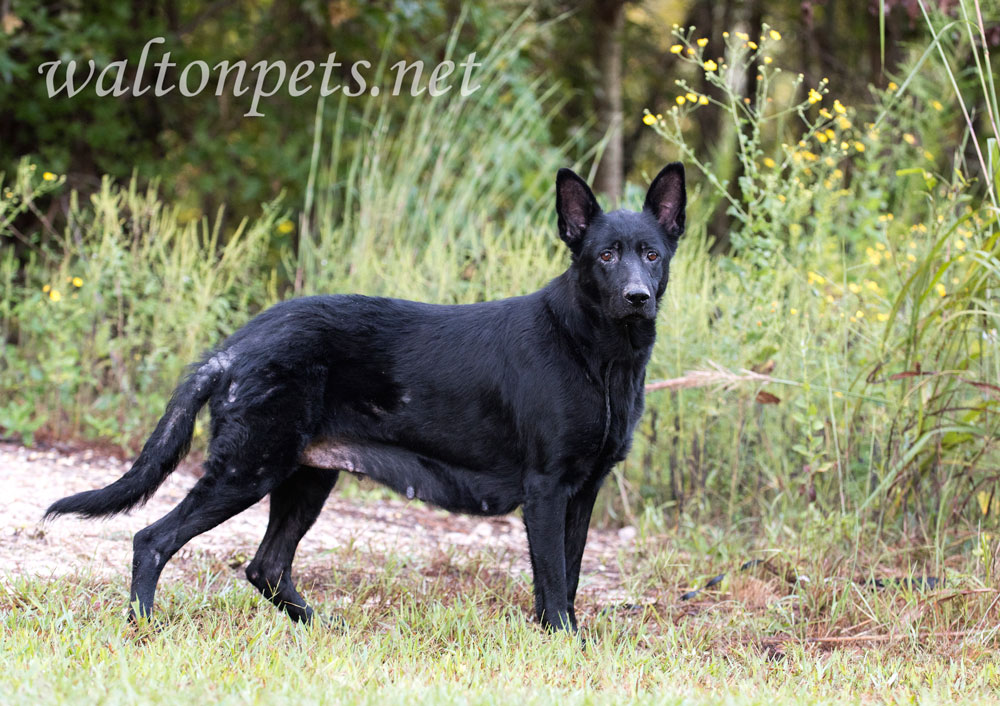 Black German Shepherd Picture