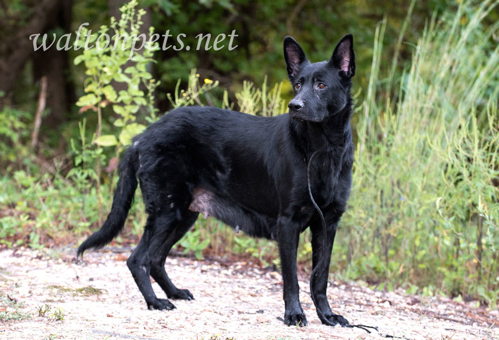 Black German Shepherd Picture
