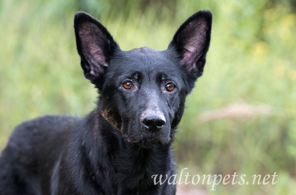 Black German Shepherd Picture