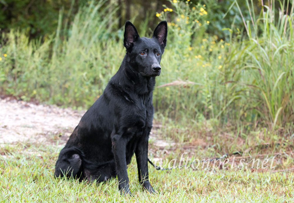 Black German Shepherd Picture