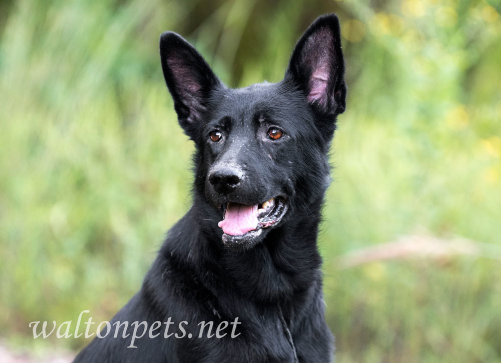 Black German Shepherd Picture