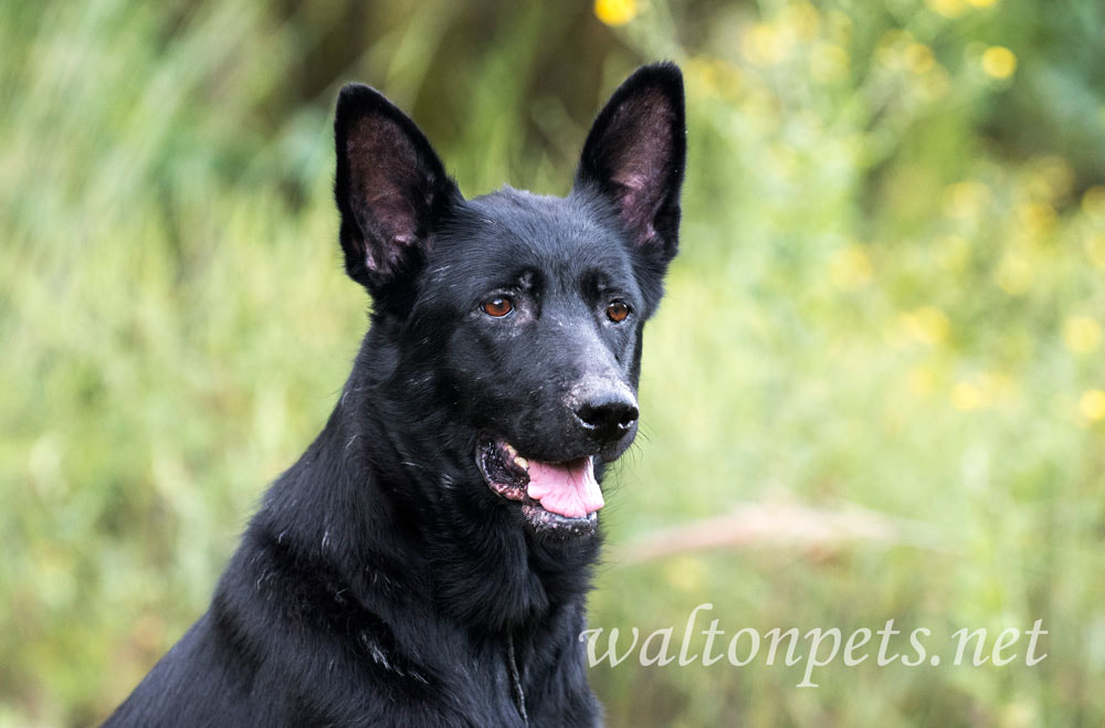 Black German Shepherd Picture