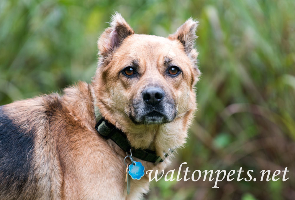 Shepherd Dog Picture