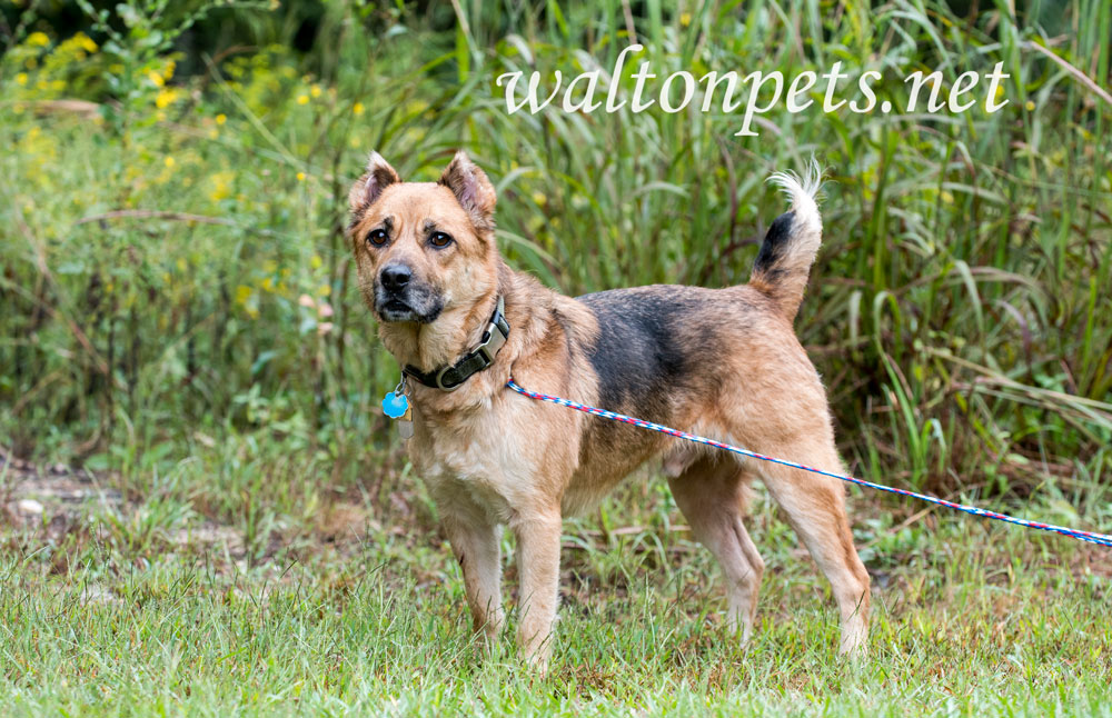 Shepherd Dog Picture