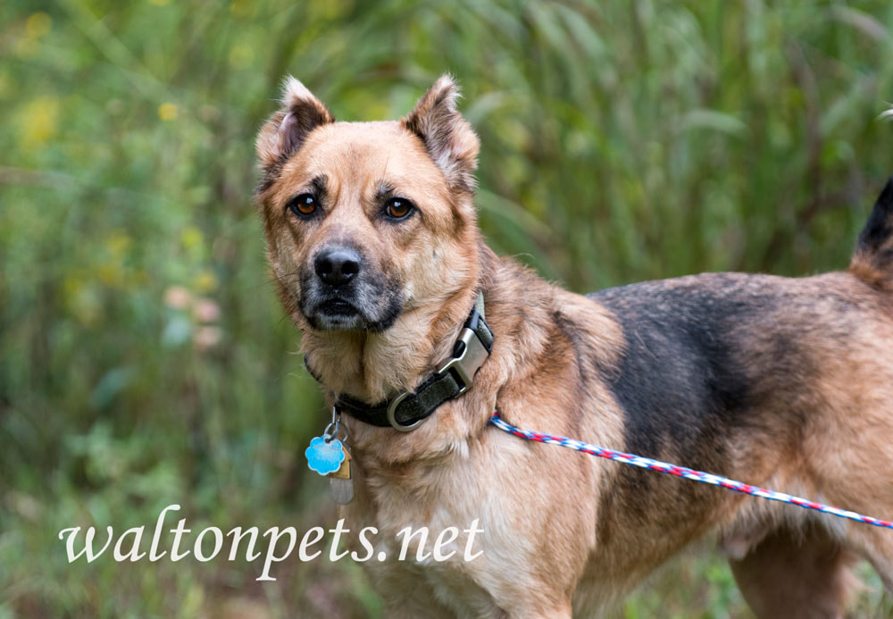 Shepherd Dog Picture