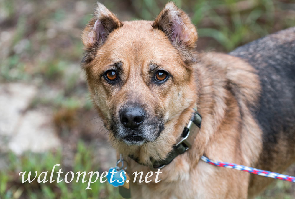 Shepherd Dog Picture