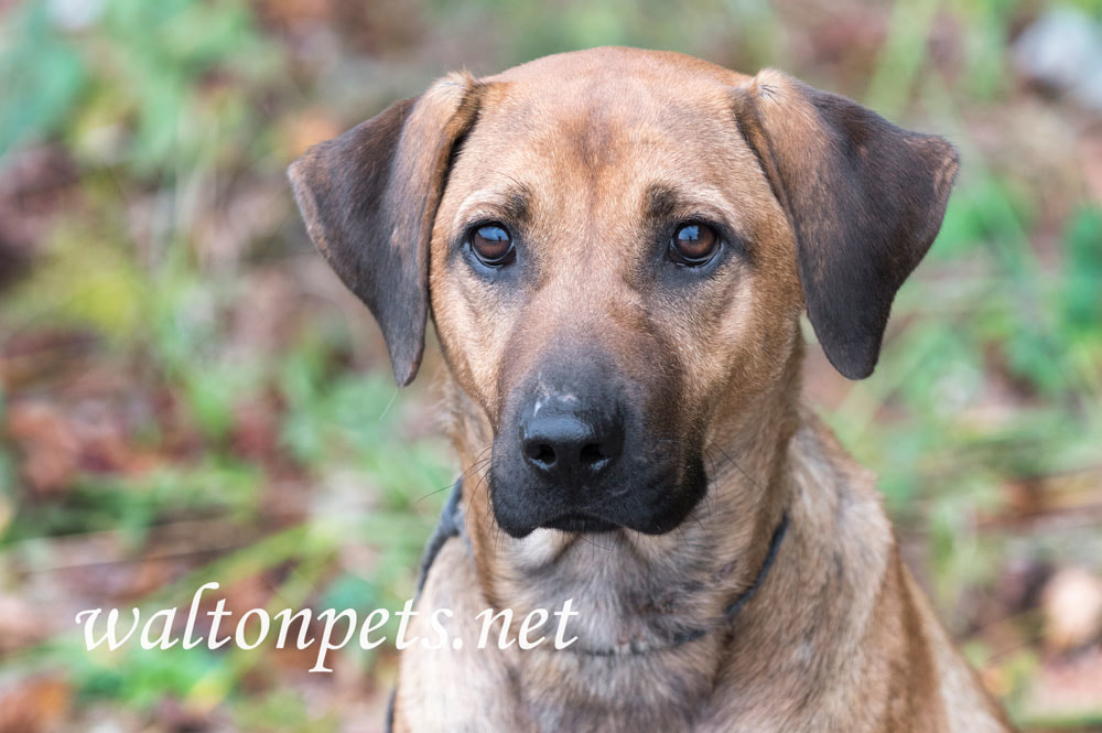 Black Mouth Cur dog Picture