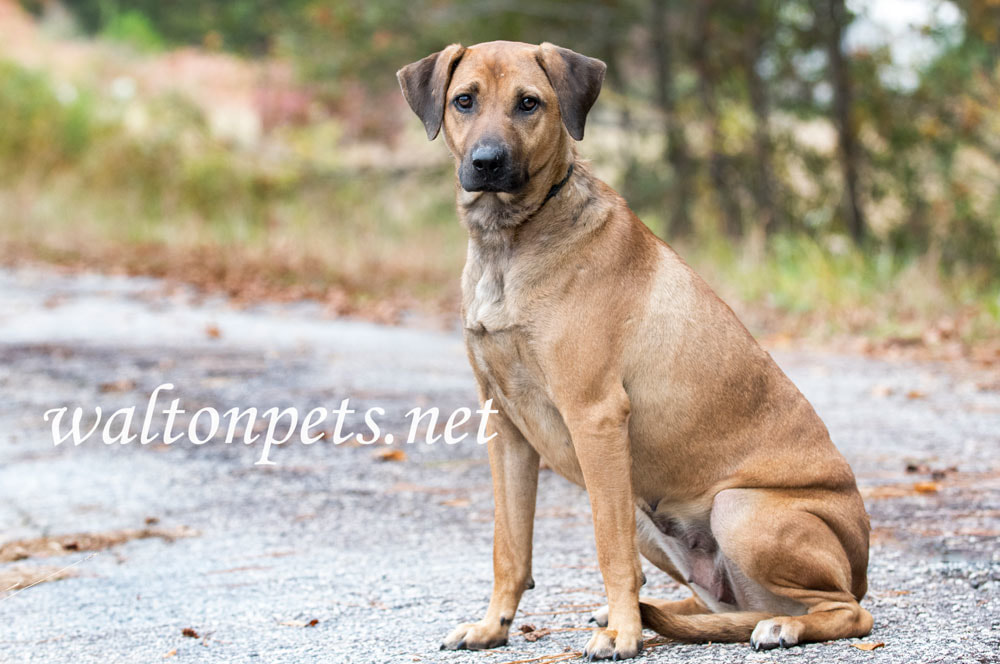 Black Mouth Cur dog Picture