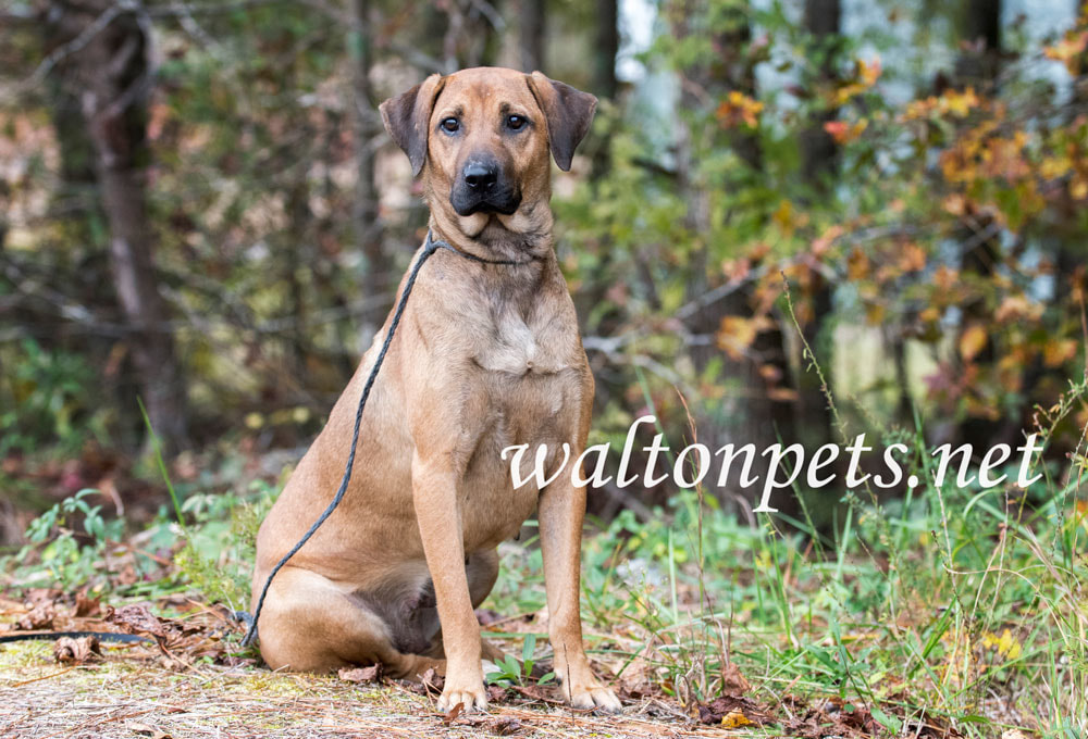 Black Mouth Cur dog Picture