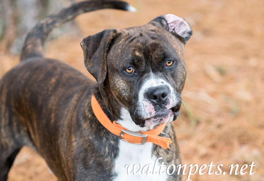 Brindle Boxer Mastiff Picture