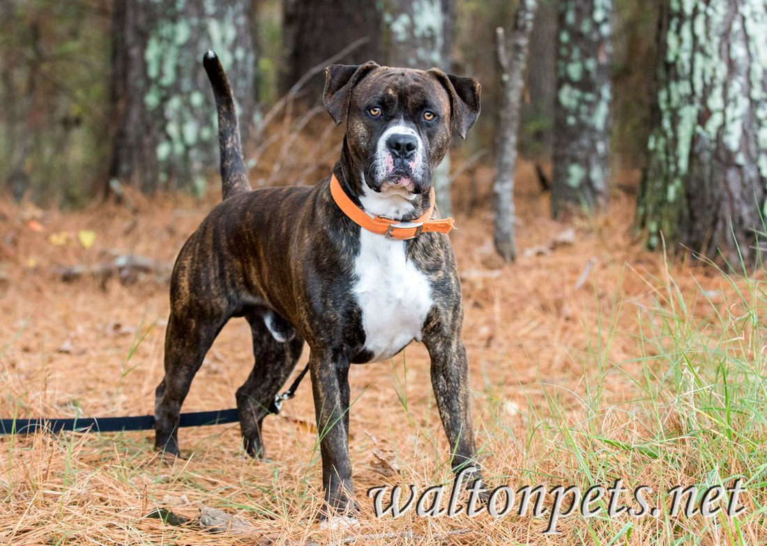 Brindle Boxer Mastiff Picture