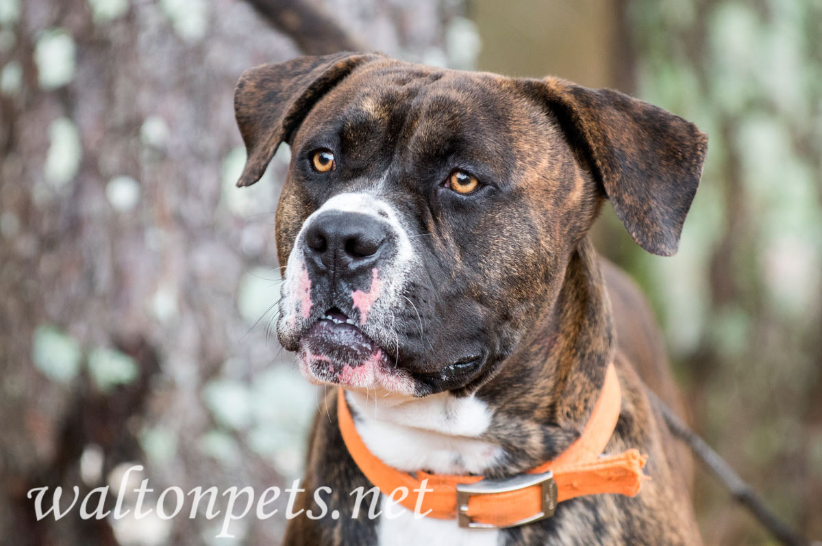 Brindle Boxer Mastiff Picture