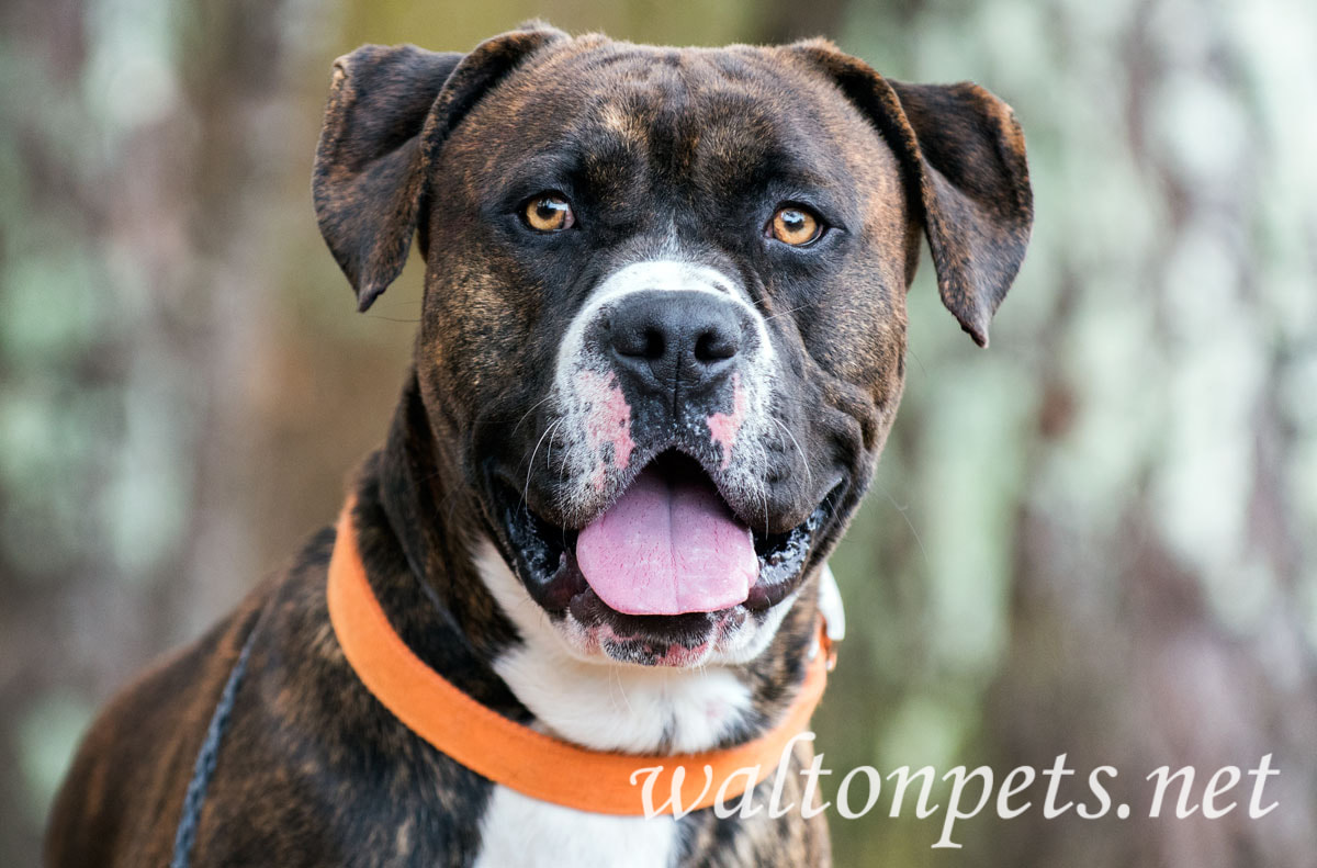 Brindle Boxer Mastiff Picture