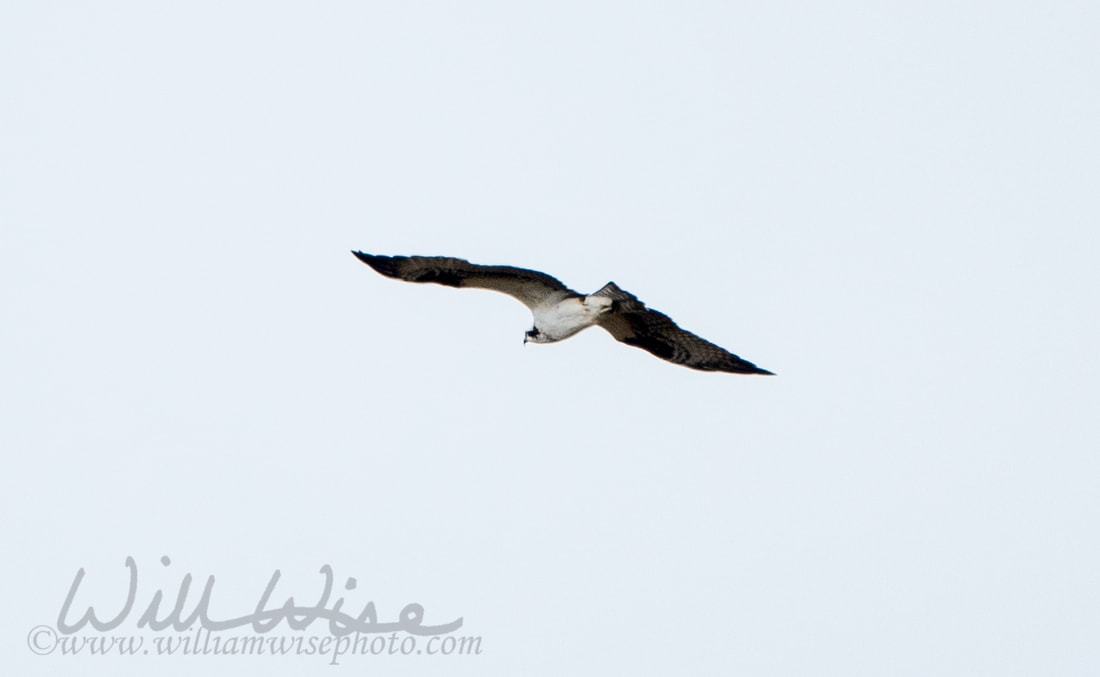 Osprey Picture