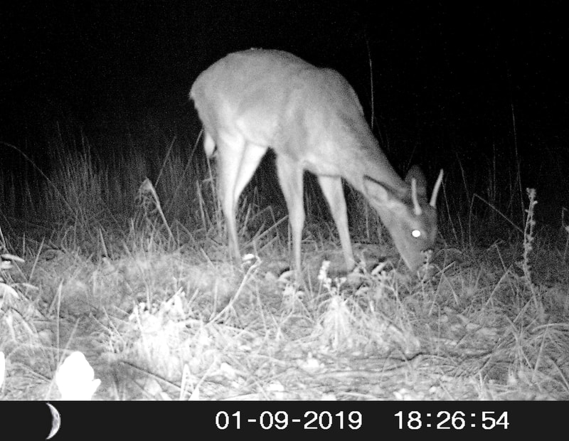 Trail Camera Deer 