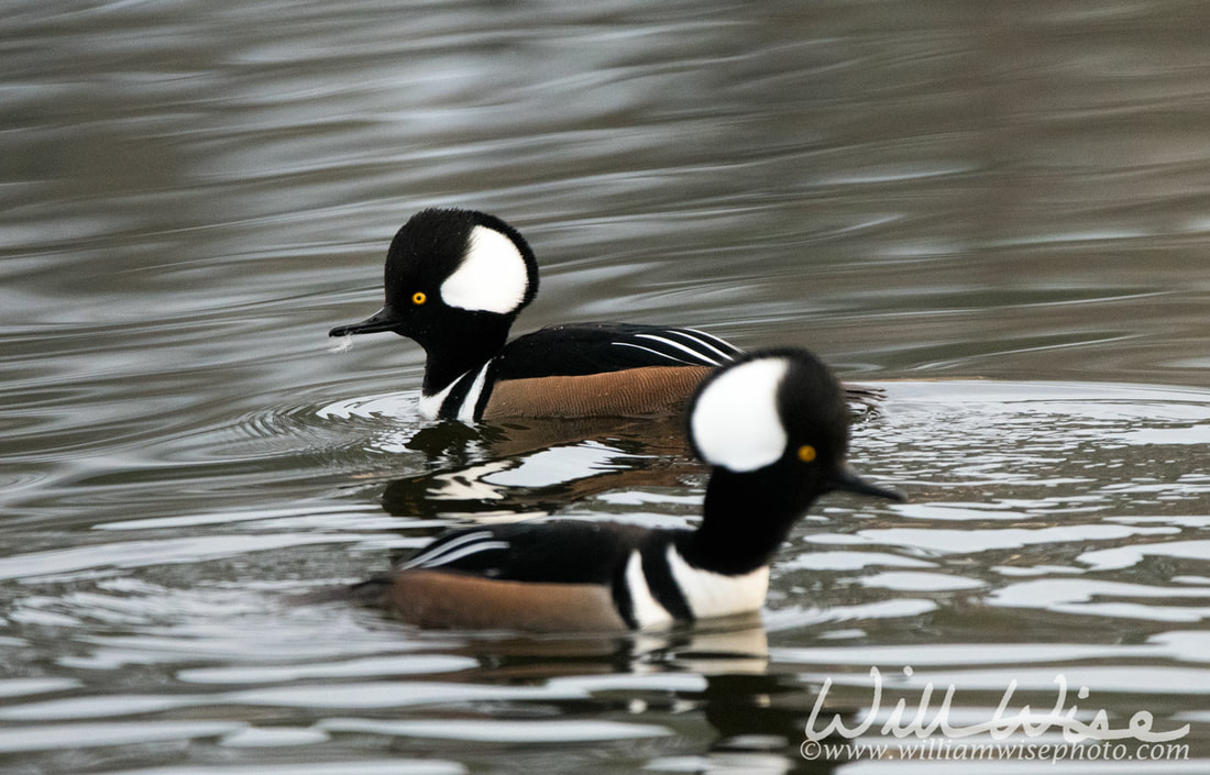Hooded Merganser Picture
