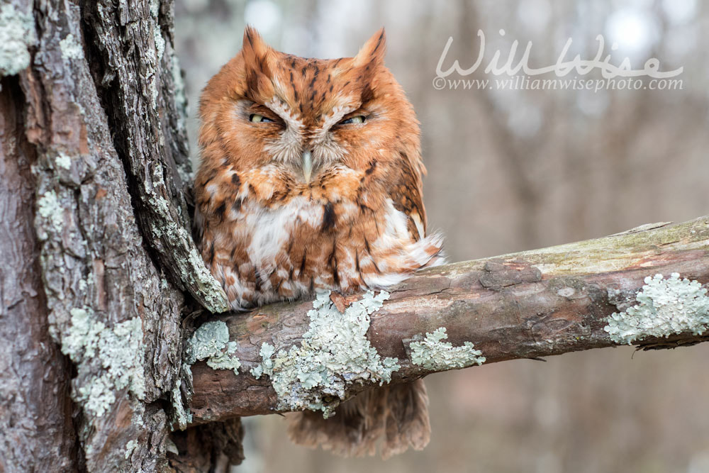 Rufous morph Eastern Screech Owl, Georgia USA Picture
