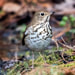 Creation Speaks Thrush Picture