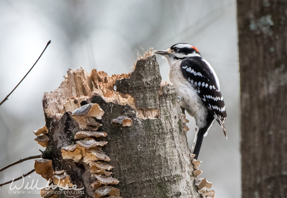 Downy Woodpecker Picture