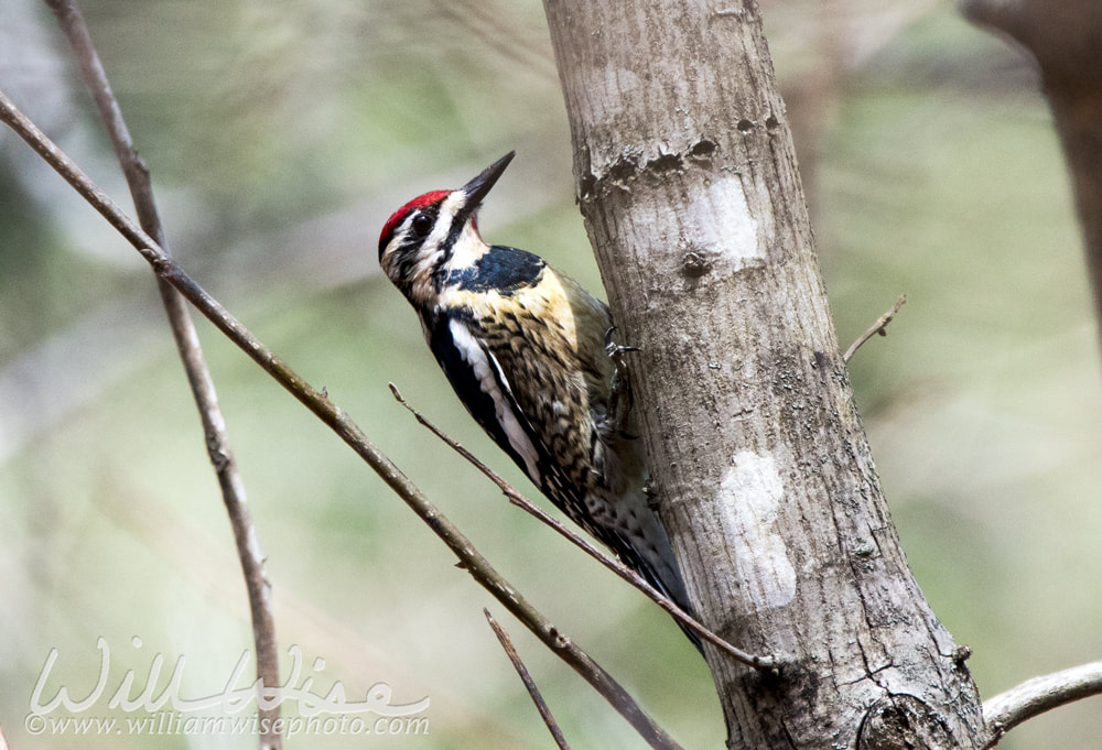 Sapsucker bird Picture