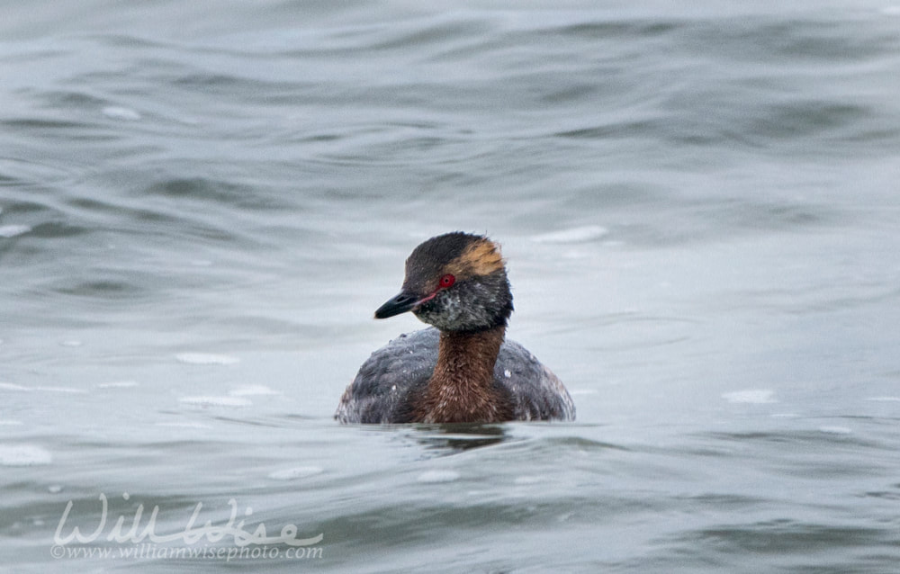Horned Grebe Picture