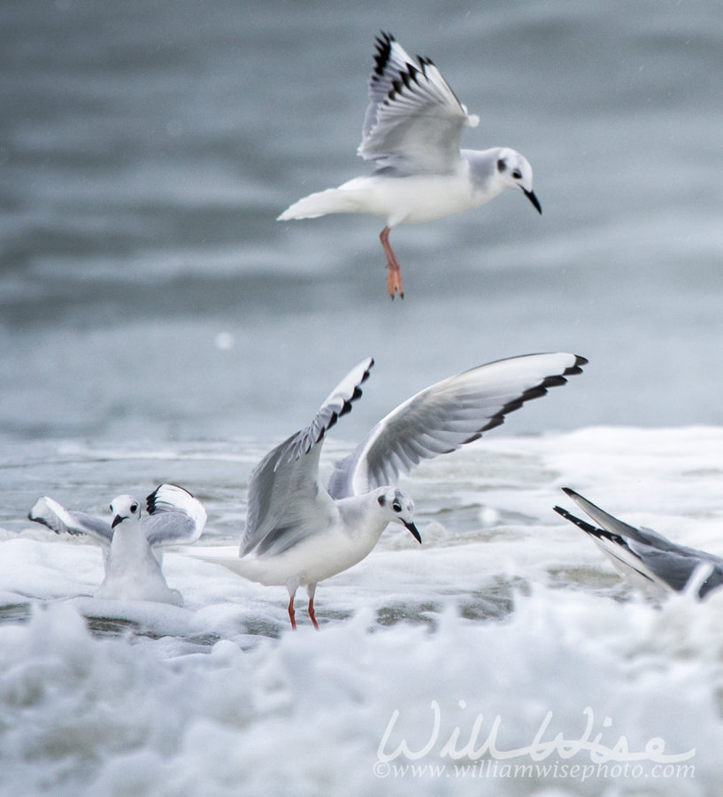 Bonaparte`s Gull frolicking in Atlantic Ocean surf Myrtle Beach Picture