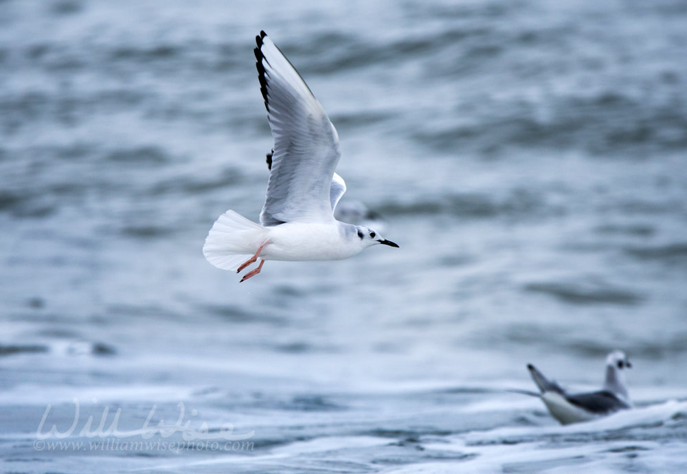 Bonaparte`s Gull over Atlantic Ocean Picture