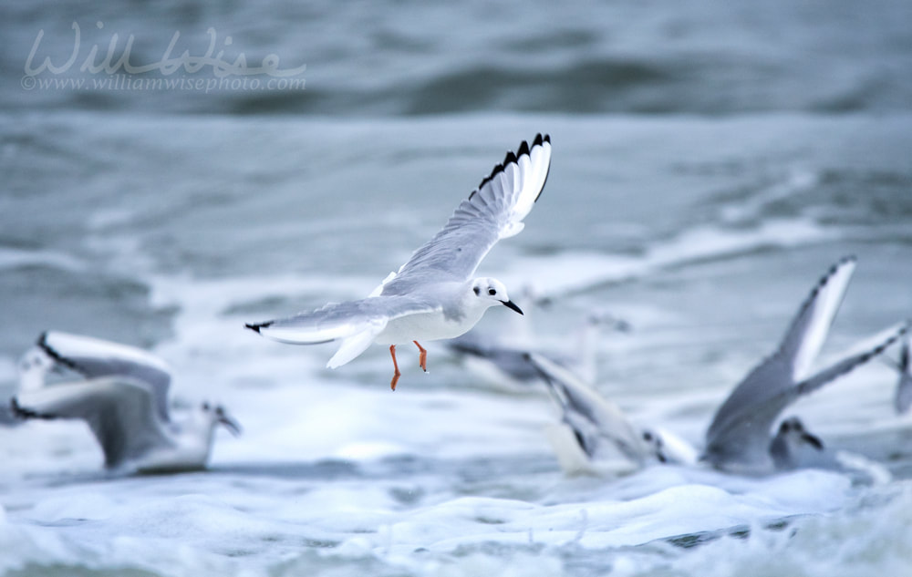 Bonaparte`s Gulls frolicking in Atlantic Ocean waves Picture