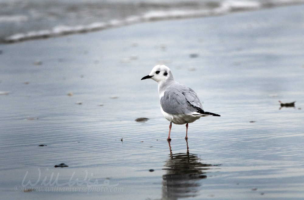Bonaparte`s Gull on Myrtle Beach seashore Picture