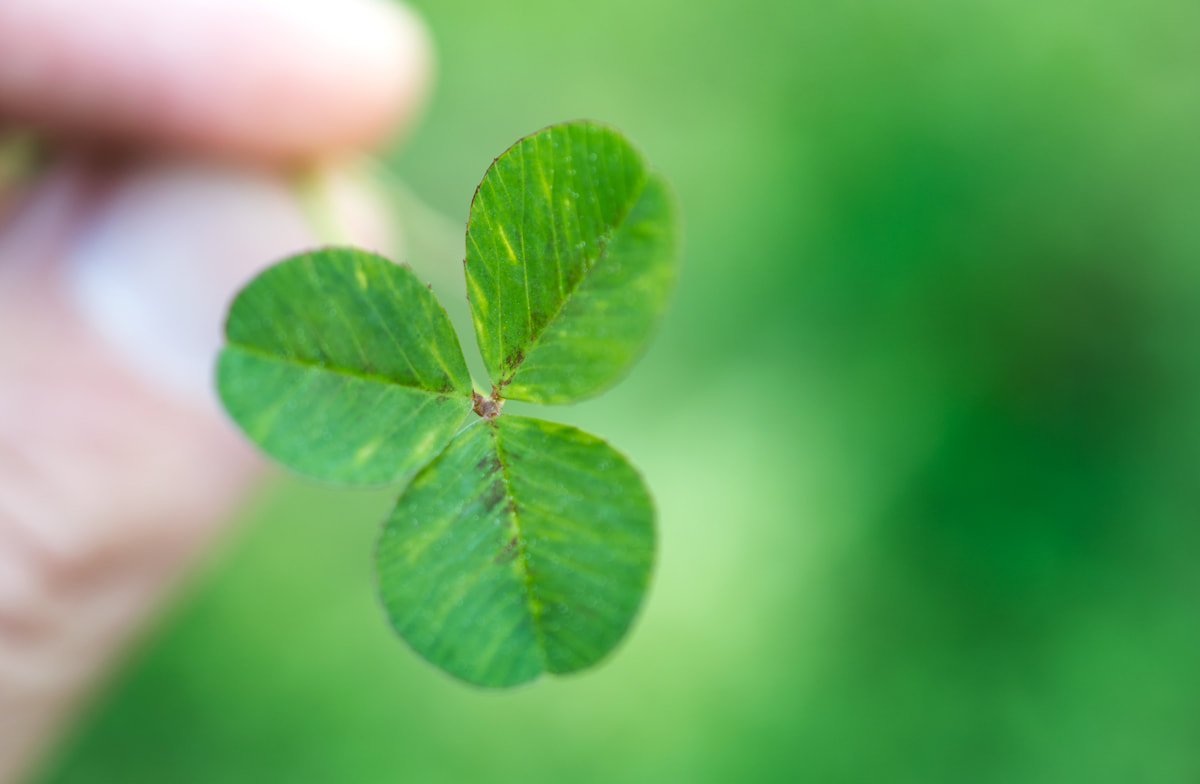 Green three leaf clover shamrock held in fingers Picture