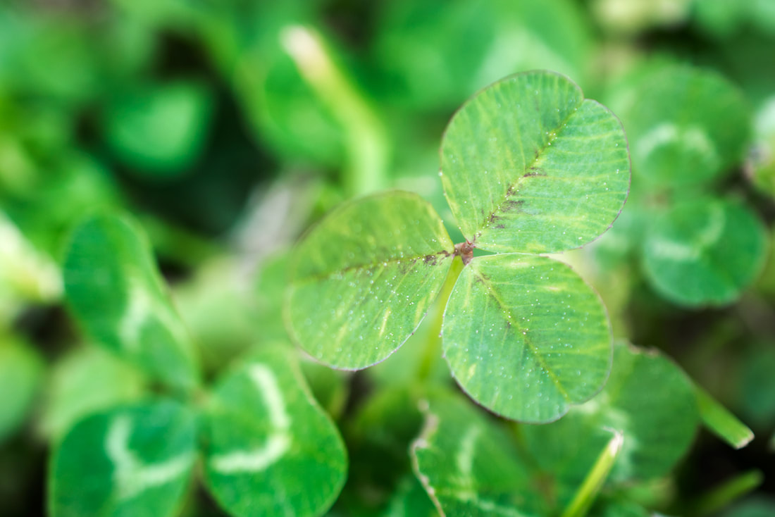 Green meadow of clover and grass Picture