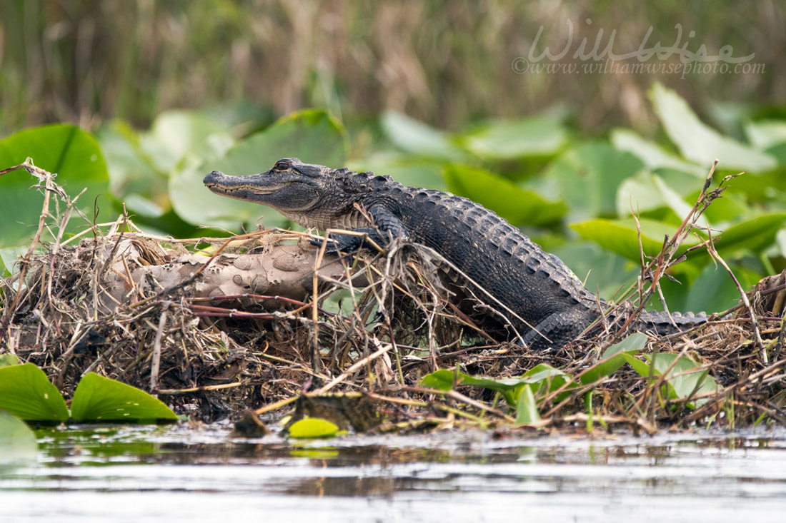 Basking Okefenokee Alligator Picture