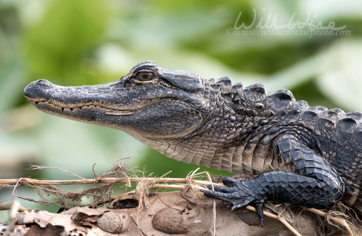 Alligator close up Picture