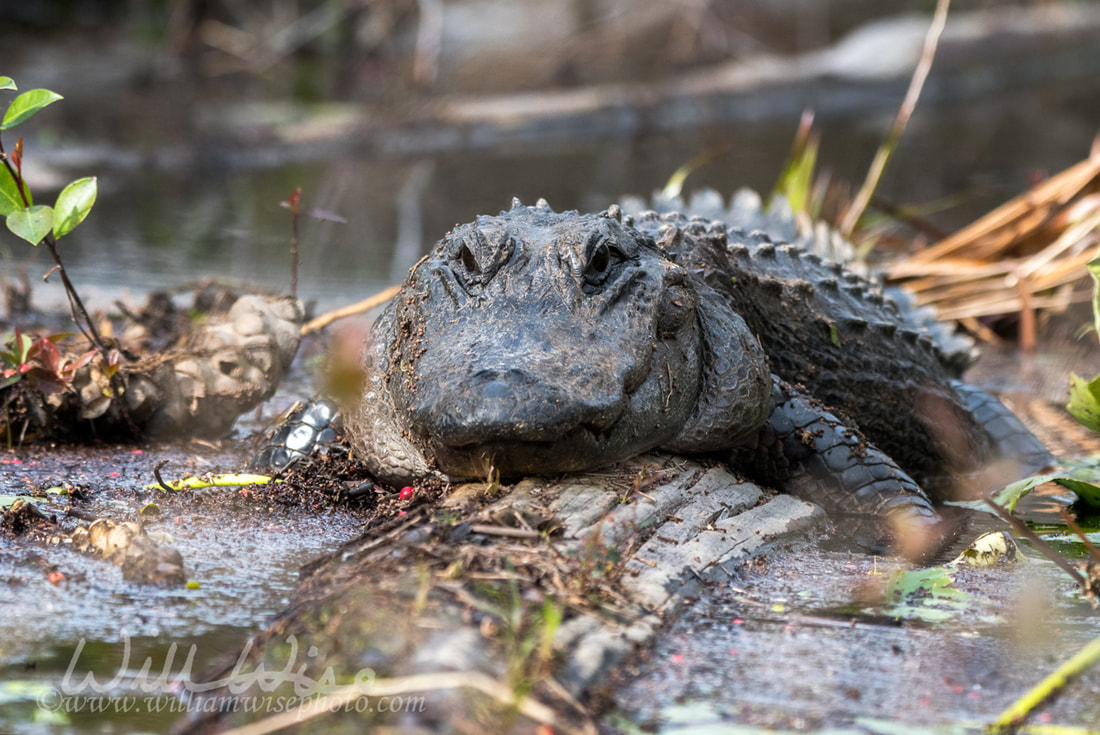 Large Alligator floating on a log in the Okefenokee Swamp Picture