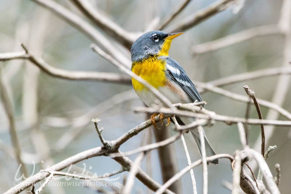Northern Parula songbird in Okefenokee Swamp Georgia Picture